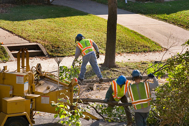 Professional Tree Removal and Landscaping Services in Richland, GA